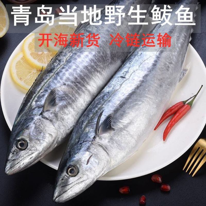 青岛当地鲅鱼新鲜马鲛鱼鲜活速冻马鲛鱼鲅鱼鲅鱼马鲛