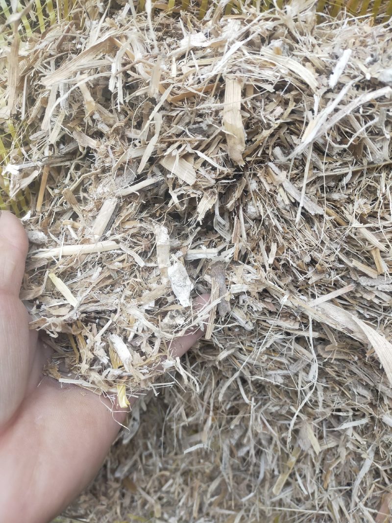 玉米秸秆黄储包乳酸菌发酵