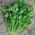 四季小香菜种子阳台室内花卉盆栽小香菜蔬菜种子四季可播种种