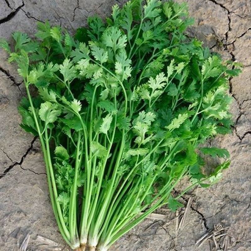 四季小香菜种子阳台室内花卉盆栽小香菜蔬菜种子四季可播种种