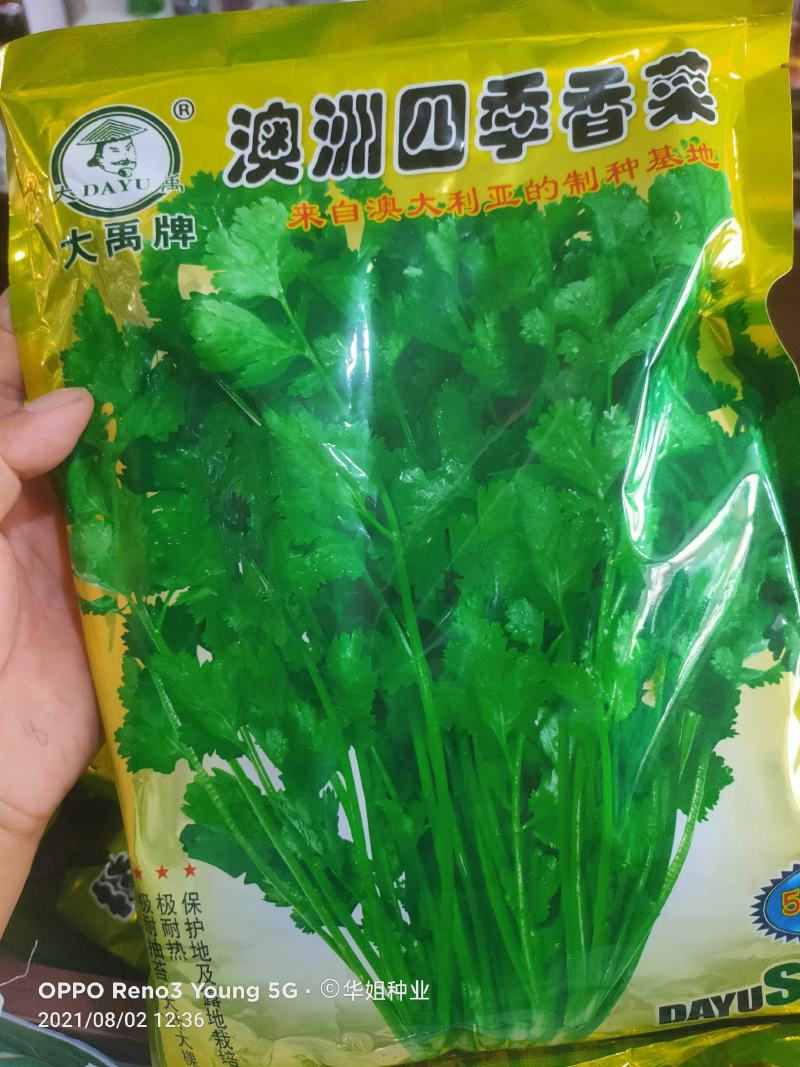 四季小香菜种子阳台室内花卉盆栽小香菜蔬菜种子四季可播种种