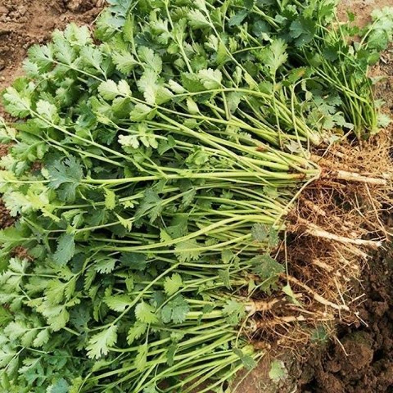 四季小香菜种子阳台室内花卉盆栽小香菜蔬菜种子四季可播种种