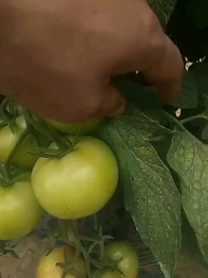 景泰陆地精西红柿大量上市前来采购收货