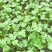 四季小香菜种子阳台室内花卉盆栽小香菜蔬菜种子四季可播种种