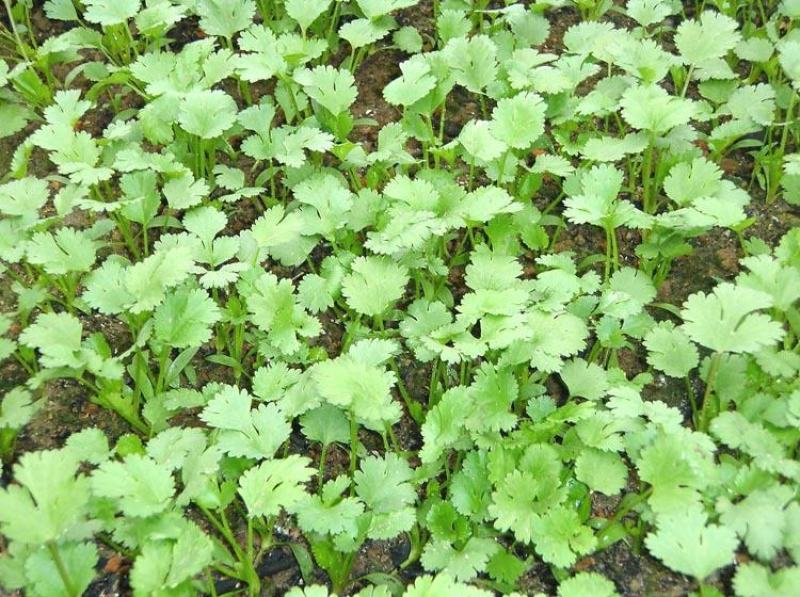 四季小香菜种子阳台室内花卉盆栽小香菜蔬菜种子四季可播种种