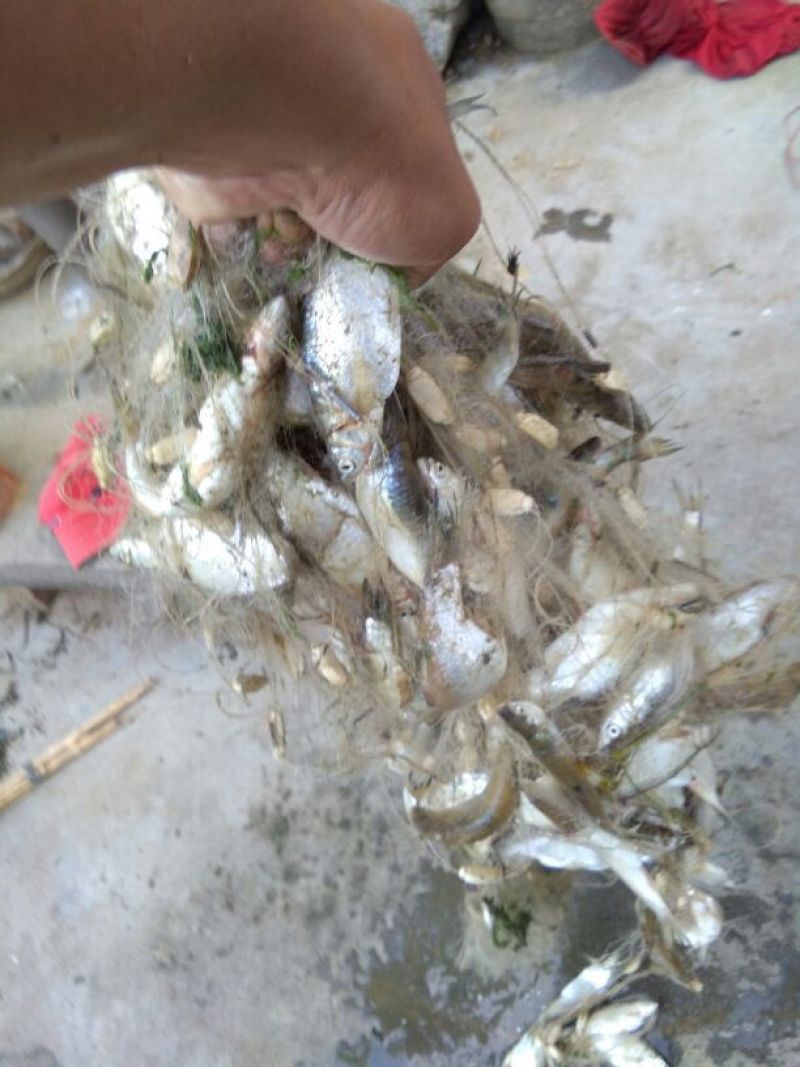 渔网白条鱼网1指粘网半指单层挂网沉网浮网捕鱼网（包邮）