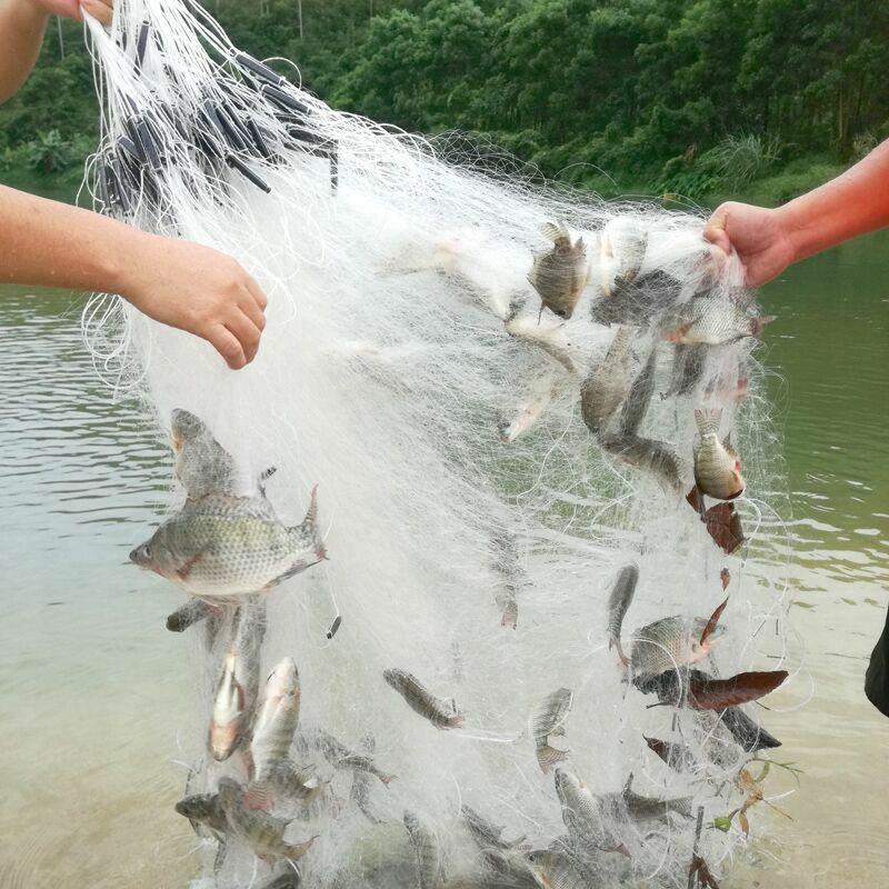 渔网白条鱼网1指粘网半指单层挂网沉网浮网捕鱼网（包邮）