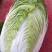 山西晋中白菜白菜大量上市，有青白二号，6O白菜，天津绿欢