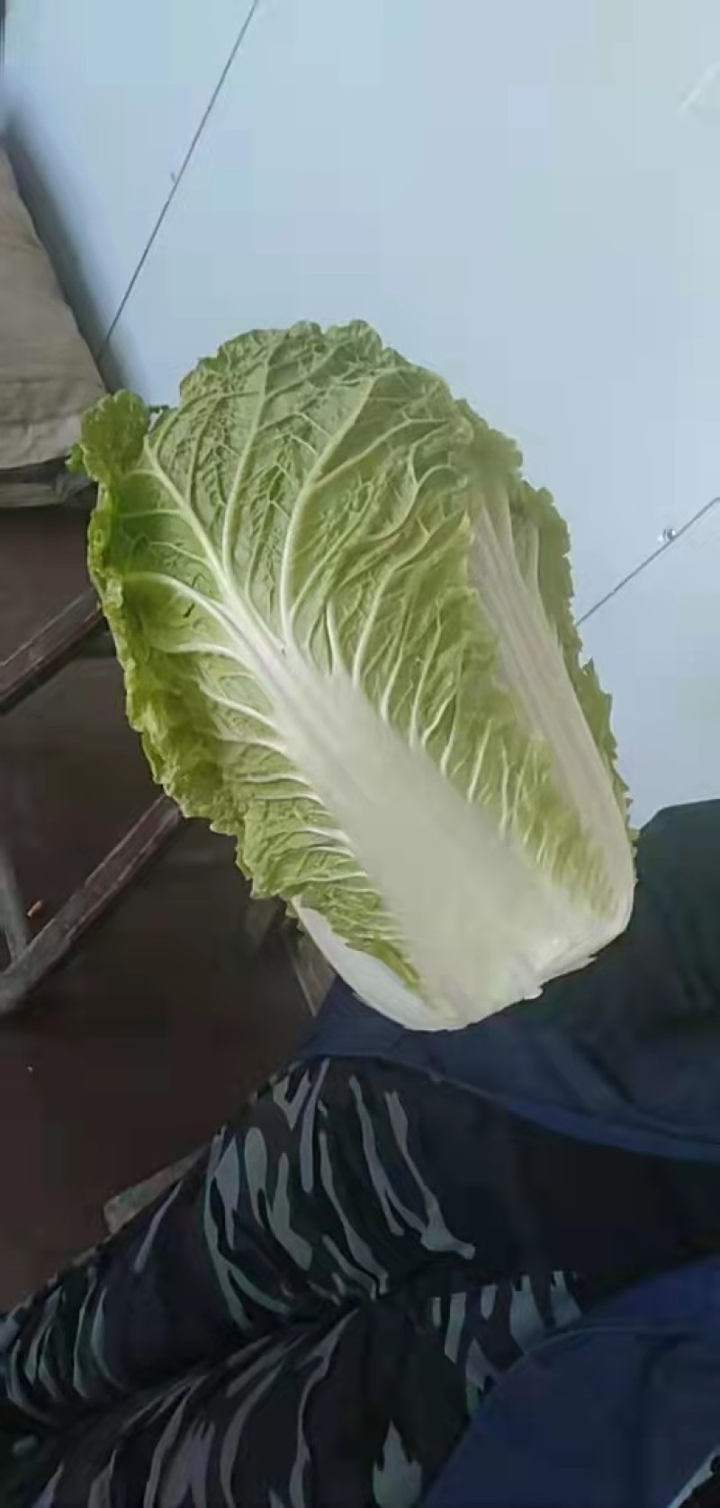 山西晋中白菜白菜大量上市，有青白二号，6O白菜，天津绿欢