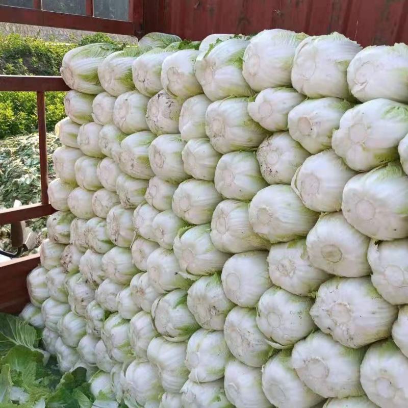 山西晋中白菜白菜大量上市，有青白二号，6O白菜，天津绿欢