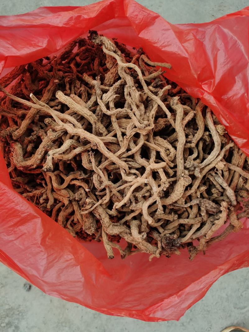 蒲公英，独参根一手货源产地直销品种质保证欢迎实地看货