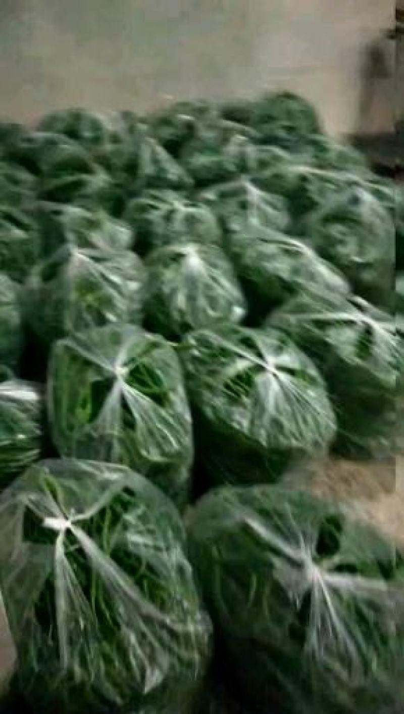 椒妃。欧丽414，艳红小米产地直销要的连糸