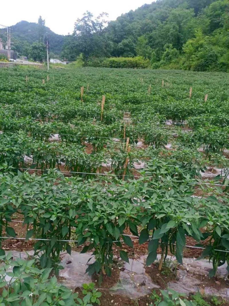 椒妃。欧丽414，艳红小米产地直销要的连糸