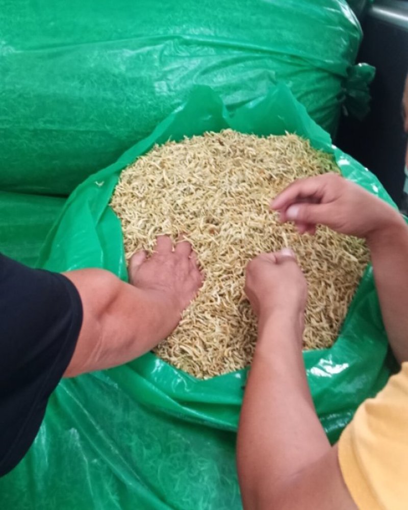 常年现金上门回收四季花，北花金银花干花，推广苗木回收干花