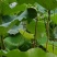 鲜莲_草莲_白莲。。。。