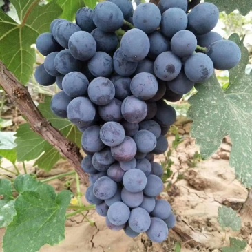 清徐县自家种植夏黑无籽葡萄批发零售送礼均可