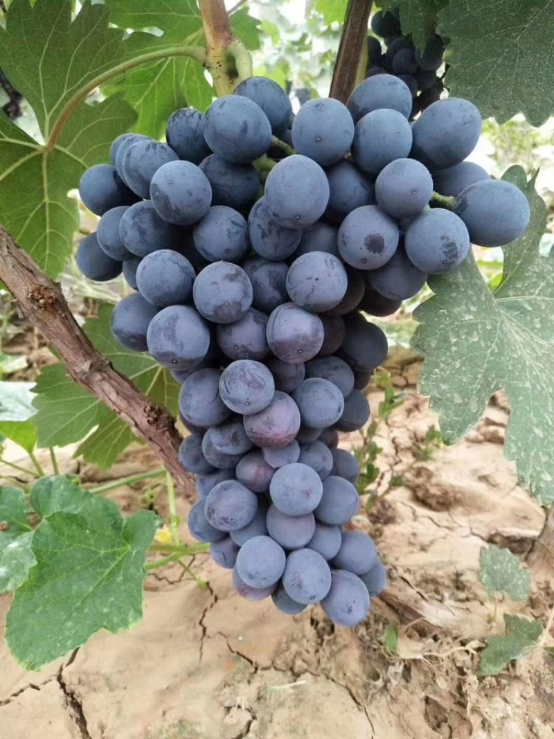 清徐县自家种植夏黑无籽葡萄批发零售送礼均可