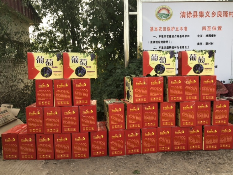 清徐县自家种植夏黑无籽葡萄批发零售送礼均可