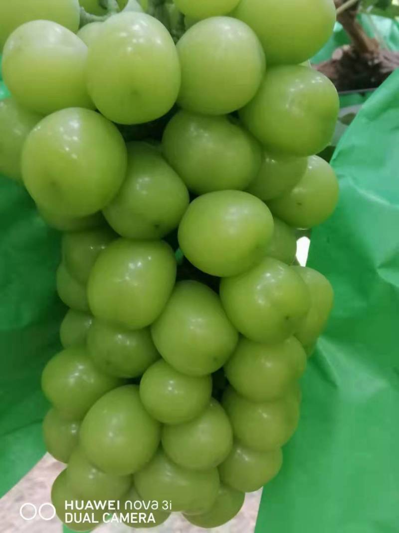 陕西蒲城阳光玫瑰大量上市，自产自销，质优价廉，可视频看货
