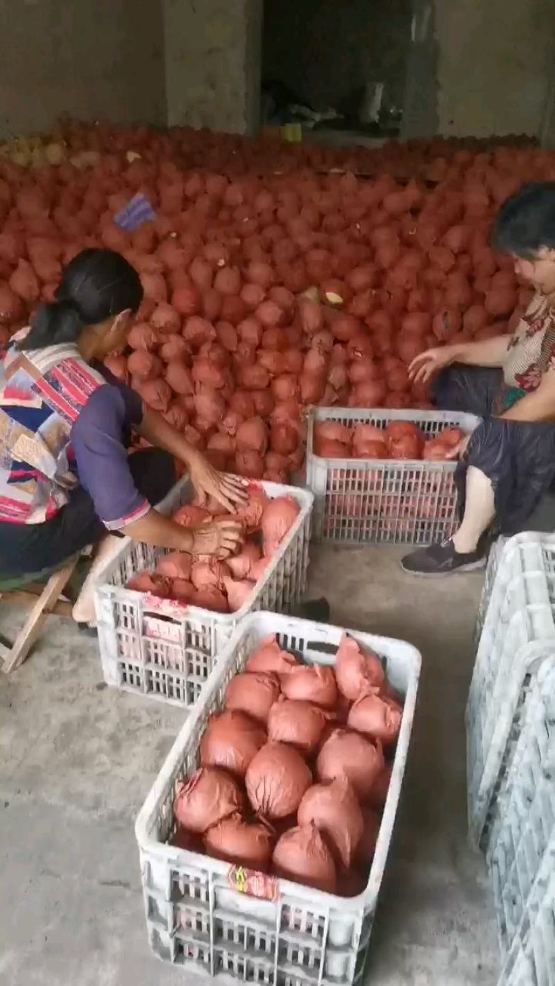 自己家套袋金花梨大量上市，细甜化渣。欢迎各位老板前来收购