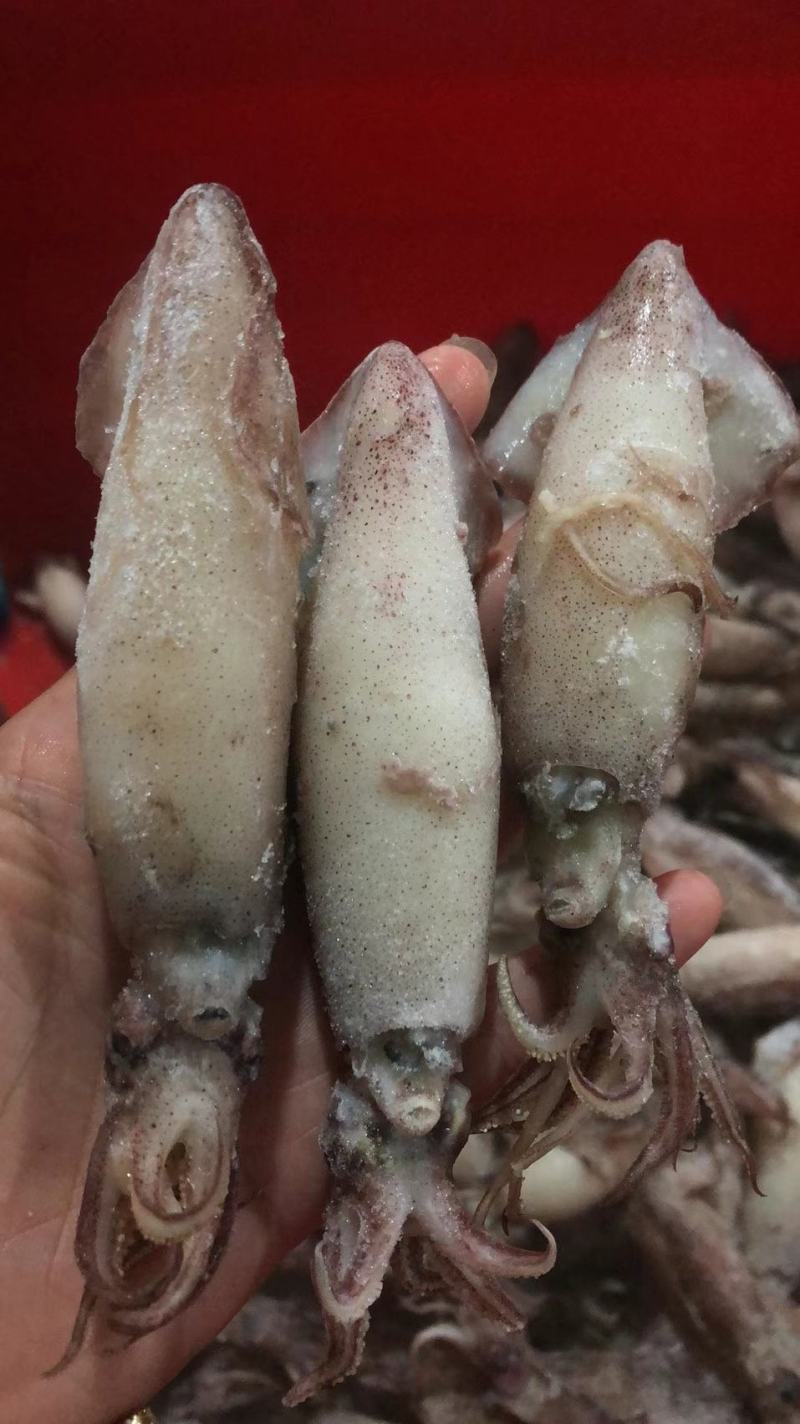 单冻籽乌