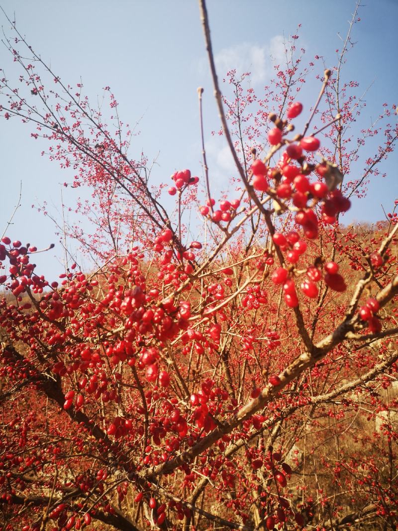 山茱萸产地供应1~3年苗50~80cm~1.5米50万