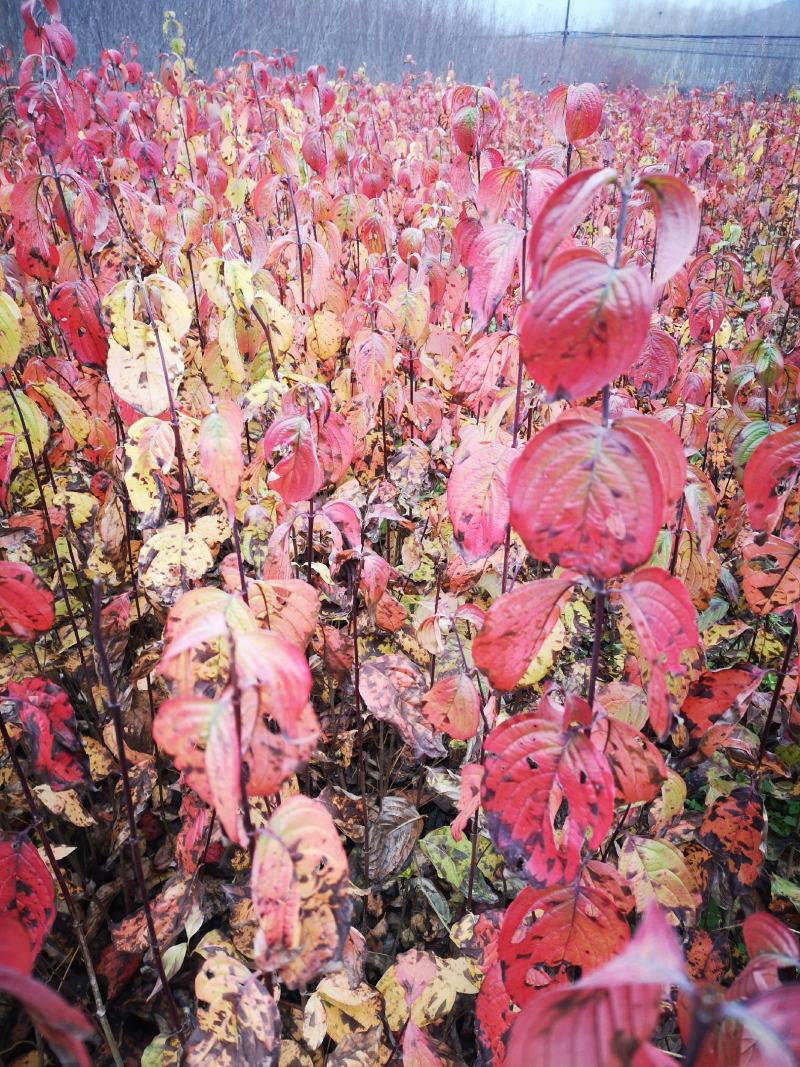 山茱萸产地供应1~3年苗50~80cm~1.5米50万