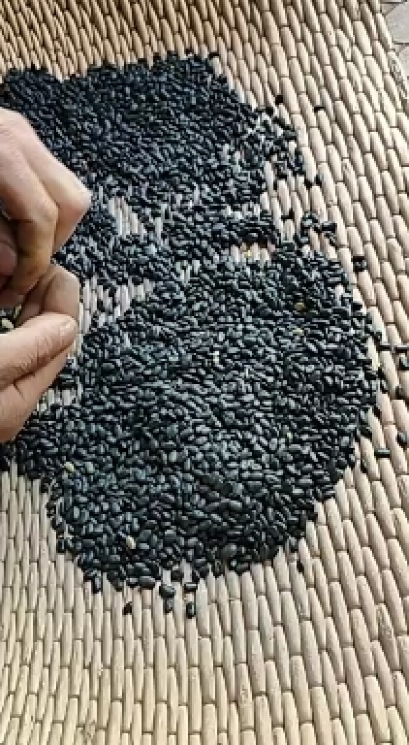 小黑豆黄仁肾型扁粒颗粒饱满乌发益肾9斤起批散货