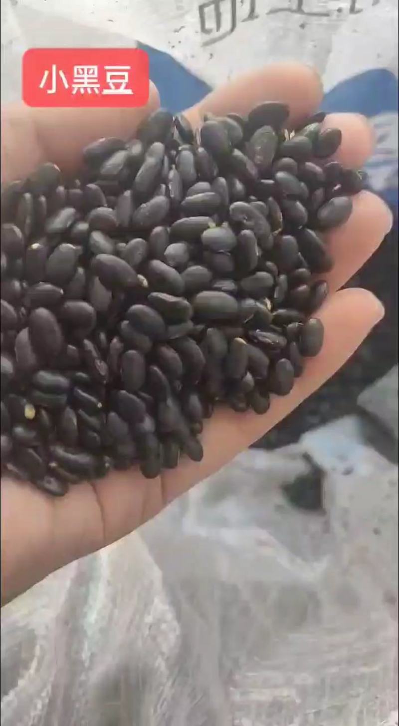 小黑豆黄仁肾型扁粒颗粒饱满乌发益肾9斤起批散货