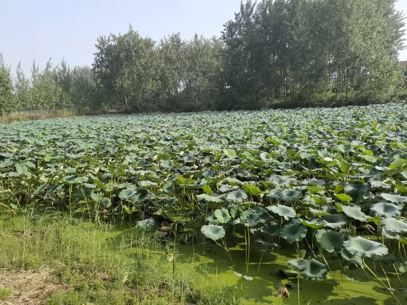 强烈推荐好莲藕大量出售莲藕百亩堂口寻求长期合作