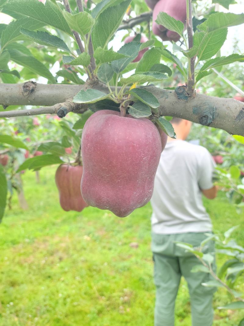 甘肃省陇南市礼县盐官镇天水花牛苹果，品质保证，欢迎来电