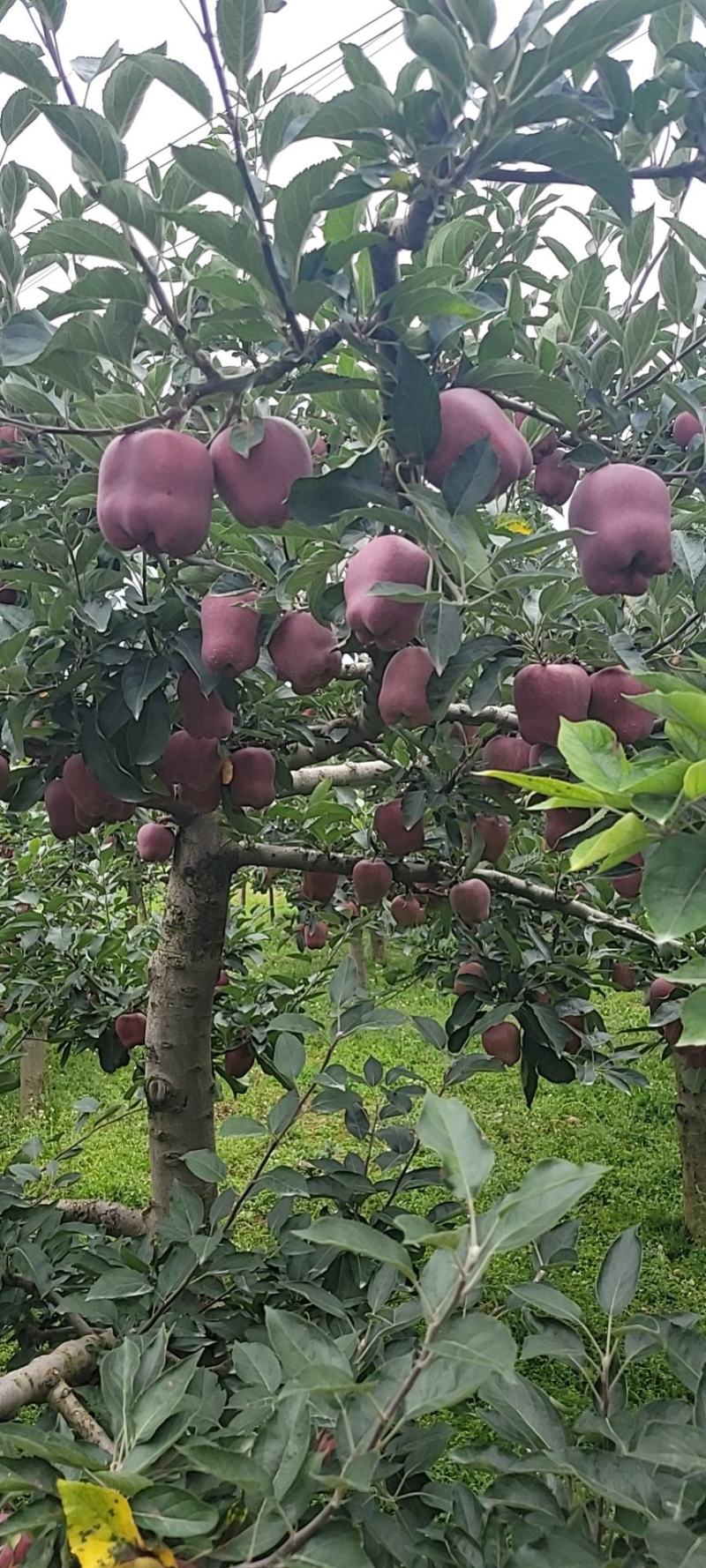 甘肃省陇南市礼县盐官镇天水花牛苹果，品质保证，欢迎来电