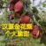 自己家套袋金花梨大量上市，细甜化渣。欢迎各位老板前来收购