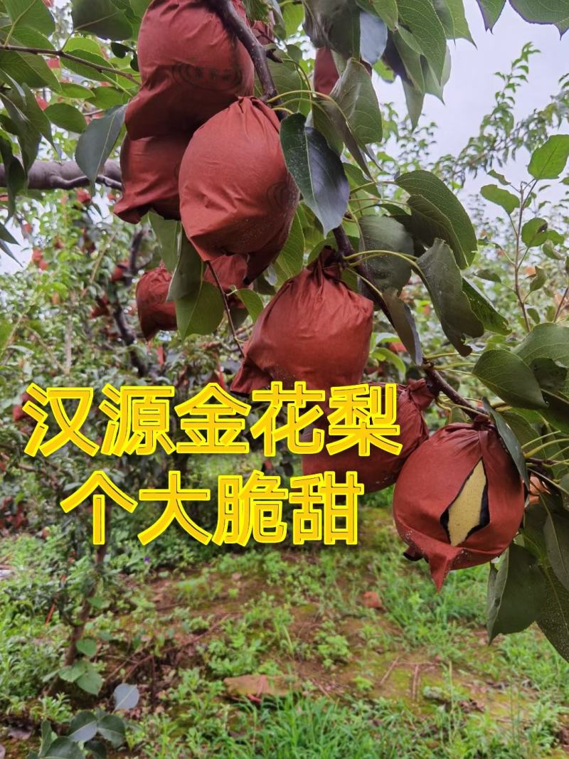 自己家套袋金花梨大量上市，细甜化渣。欢迎各位老板前来收购