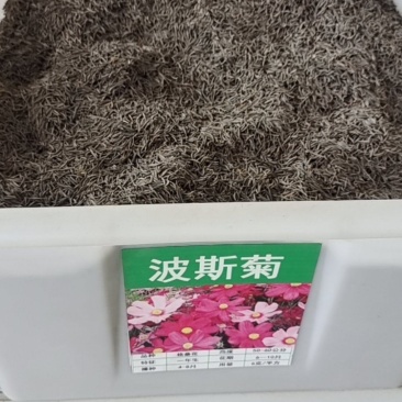 波斯菊种子