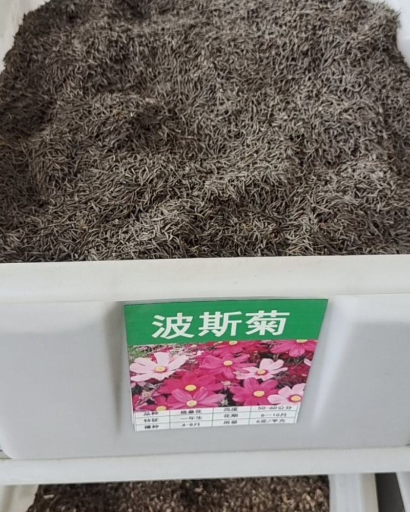 波斯菊种子