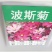 波斯菊种子