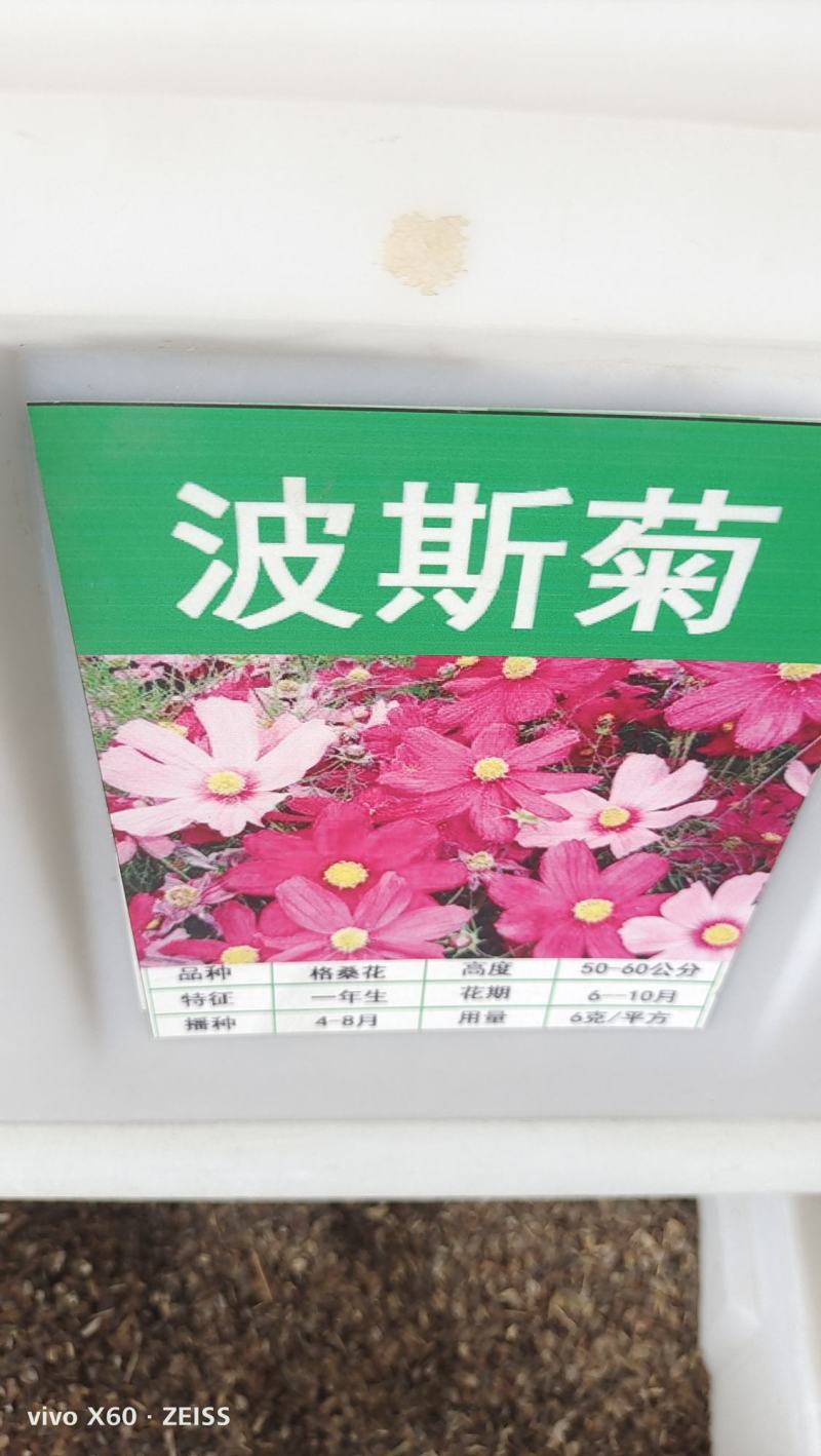 波斯菊种子