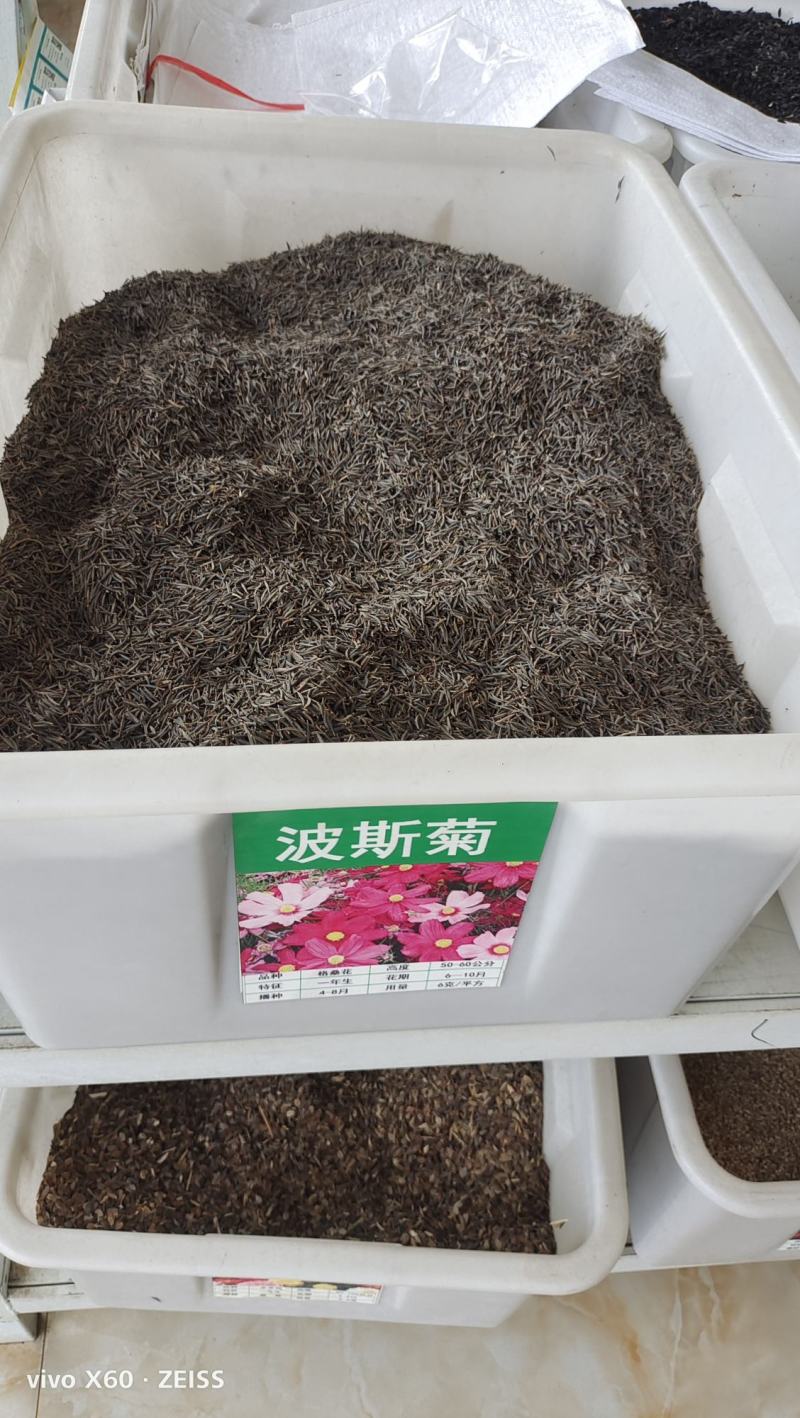 波斯菊种子
