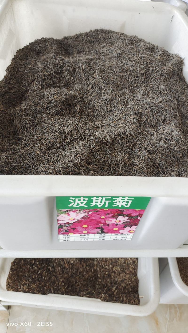 波斯菊种子