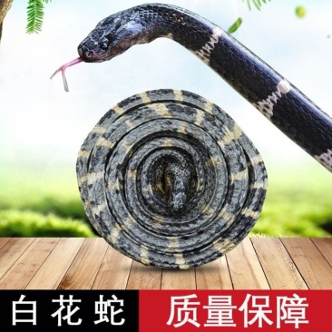 白花蛇大条百花蛇白花蛇各规格齐全包邮