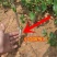嫁接枣树苗特大沾化冬枣脆甜枣盆栽地栽果树苗四季种植冬枣树