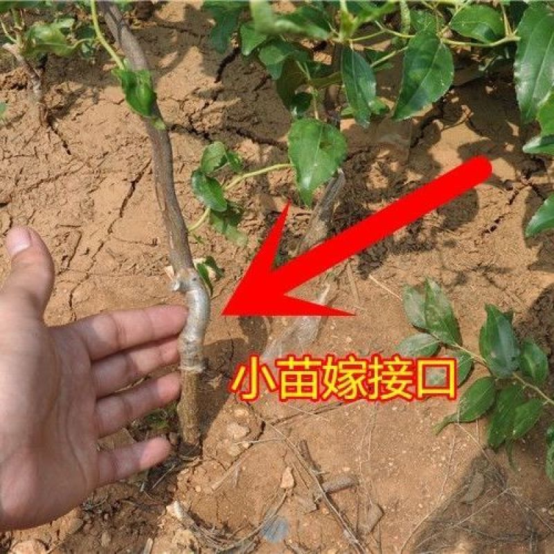 嫁接枣树苗特大沾化冬枣脆甜枣盆栽地栽果树苗四季种植冬枣树