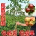 嫁接枣树苗特大沾化冬枣脆甜枣盆栽地栽果树苗四季种植冬枣树