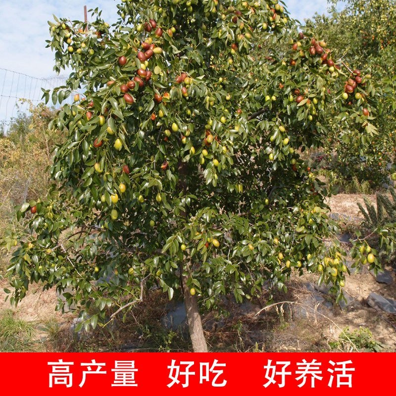嫁接枣树苗特大沾化冬枣脆甜枣盆栽地栽果树苗四季种植冬枣树