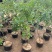 嫁接枣树苗特大沾化冬枣脆甜枣盆栽地栽果树苗四季种植冬枣树