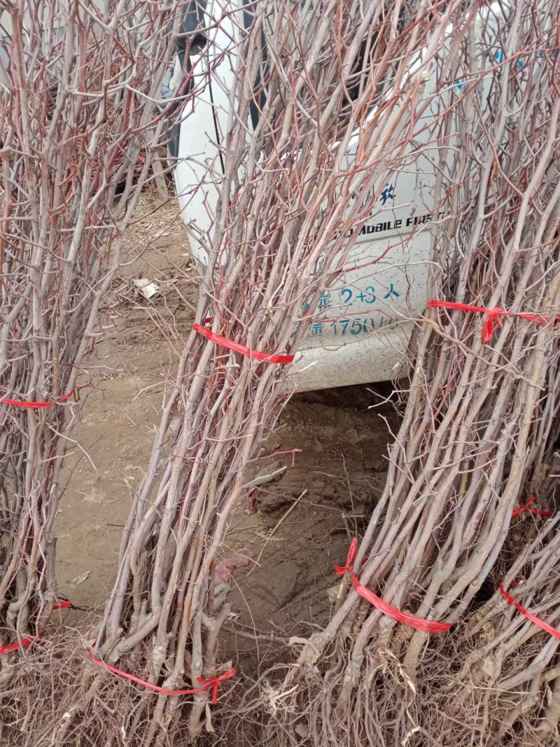 嫁接枣树苗特大沾化冬枣脆甜枣盆栽地栽果树苗四季种植冬枣树