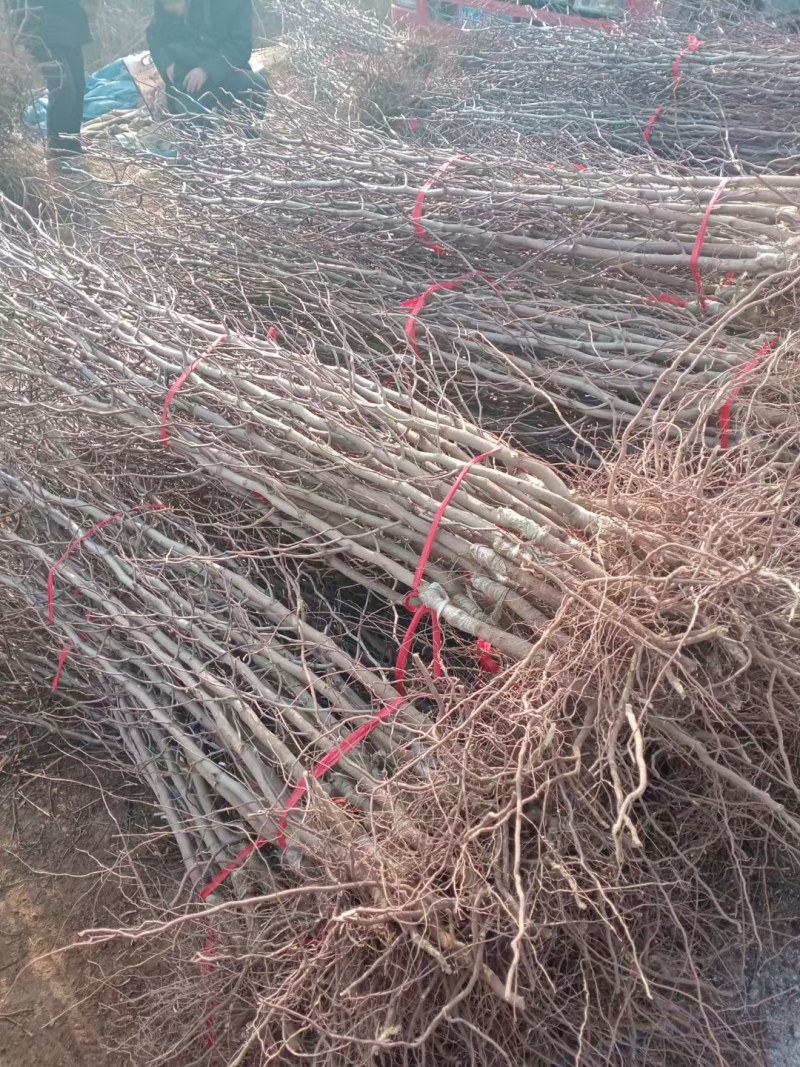 嫁接枣树苗特大沾化冬枣脆甜枣盆栽地栽果树苗四季种植冬枣树