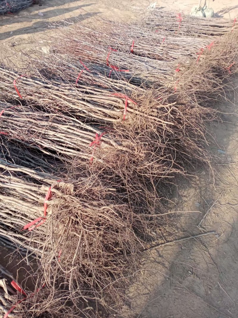 嫁接枣树苗特大沾化冬枣脆甜枣盆栽地栽果树苗四季种植冬枣树
