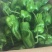 新优芜湖椒